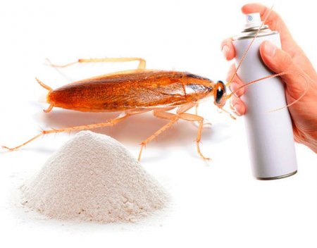 Как эффективнее всего травить тараканов?